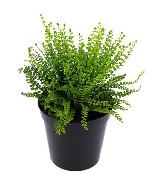 Braunstieliger Streifenfarn