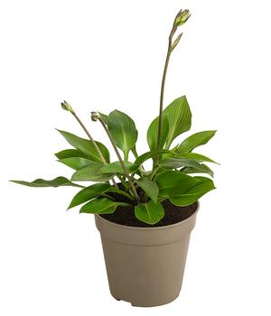 Funkie 'Devon Green'