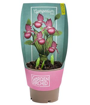 Freiland-Frauenschuh