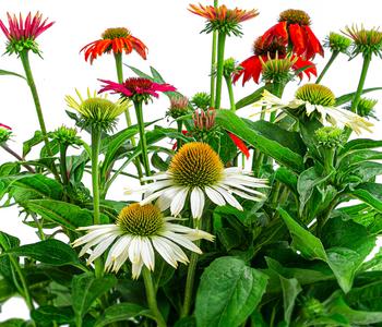 Purpur-Sonnenhut 'Lakota Quattro'