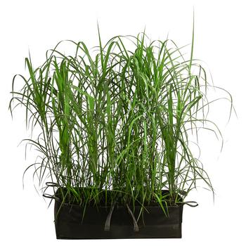 Riesen-Chinaschilf in Pflanztasche, ca. B100 cm