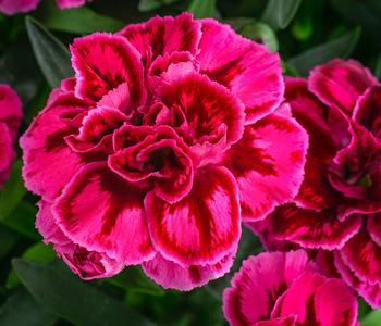 Garten-Nelke, zweifarbig, verschiedene Sorten von Dehner, Rosa / Pink
