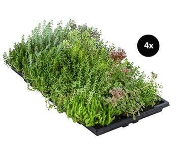 Dachbegrünungsmatte mit Fetthenne, verschiedene Sorten, 4-teilig