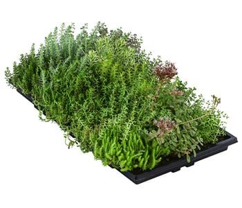 Dachbegrünungsmatte mit Fetthenne, verschiedene Sorten