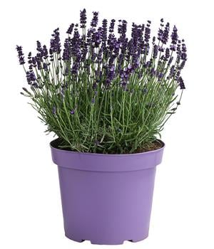 Lavendel, ca. Ø26 cm