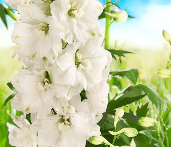 Bio Rittersporn, weiß