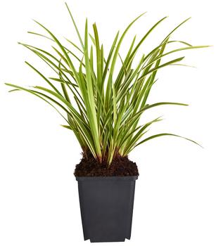 Bio Japan-Segge 'Ice-Dance'