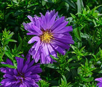 Kissen-Aster 'Alpha'