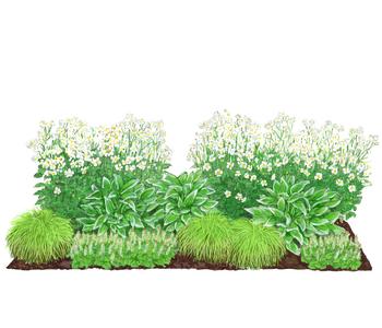 Bio Stauden-Set Schattengarten Weiße Akzente, 12-teilig