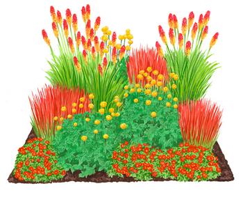 Bio Stauden-Set Feuerwerk im Garten, Landlust Kollektion, 12-teilig