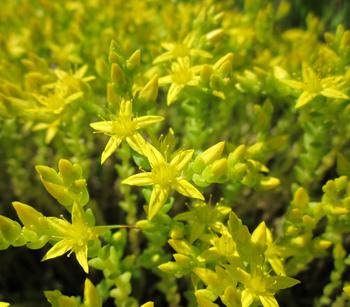 Bio Gold-Mauerpfeffer 'Aureum'