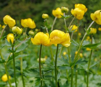 Bio Trollblume 'Golden Queen'