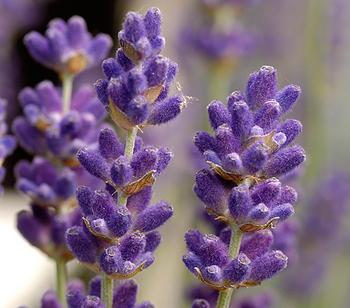 Lavendel 'Hidcote'
