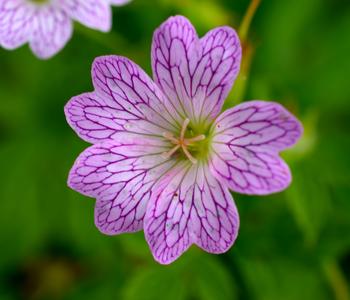 Bio Veränderlicher Storchschnabel
