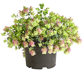 Hopfen-Dost 'Kent Beauty'