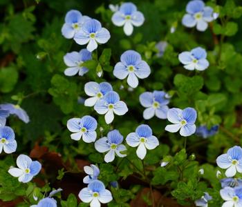 Bio Kriechender Ehrenpreis