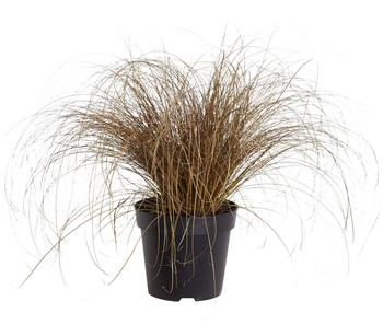 Neuseeland-Segge 'Bronze Form' von Dehner, Kupfer, Braun