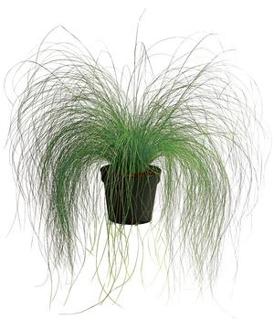 Federgras 'Pony Tails'