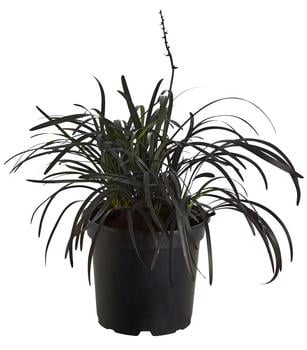 Schwarzer Schlangenbart 'Niger' von Dehner, Schwarz, Lila, Zartrosa