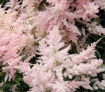 Prachtspiere, Astilbe