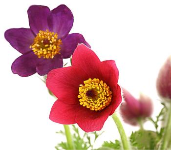 Gemeine Küchenschelle, verschiedene Farben