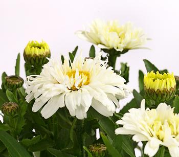 Großblumige Margerite, gefüllt