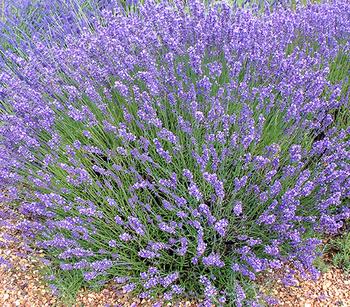 Bio Lavendel 'Grappenhall'