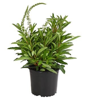 Felberich 'Autumn Snow'