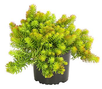 Fetthenne 'Yellow Bouquet'