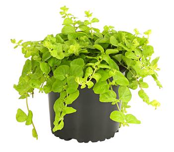 Pfennigkraut 'Goldilocks'