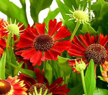 Sonnenbraut, verschiedene Sorten