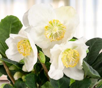 Christrose 'Christmas Carol'