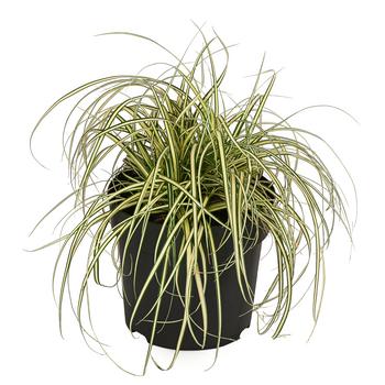 Gold-Segge 'Evergold'