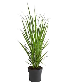 Rutenhirse 'Northwind'