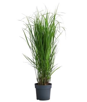 Rutenhirse 'Northwind'