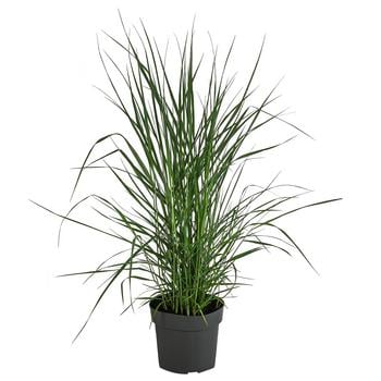 Rutenhirse 'Prairie Sky' von Dehner, Zartrosa, Braun, Grün, Hellblau