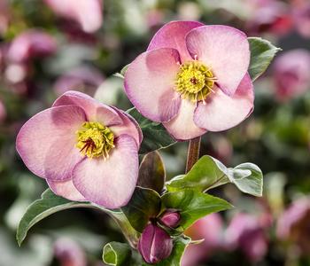 Schneerose 'Ice 'n' Roses® Early Rose' - Helleborus Gold Collection®