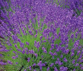 Lavendel