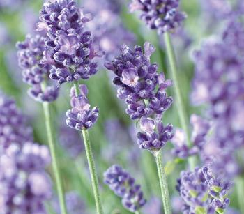 Dehner Lavendel 'Felice Purple'