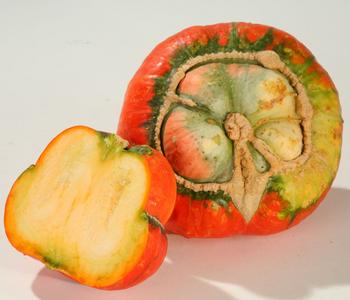 Bischofsmütze-Kürbis