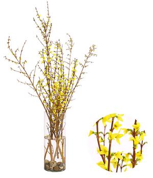 Forsythien-Bund, ca. 80-100 cm