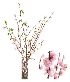 Japanische Kirschzweige, ca. 80-100 cm