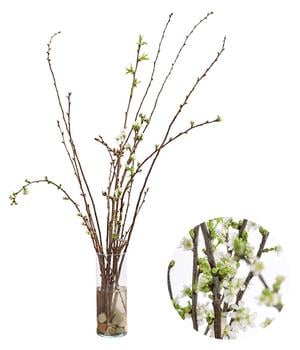 Kirschzweige-Bund, ca. 80-100 cm