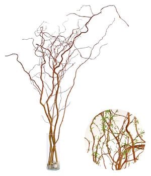 Korkenzieherweide-Bund