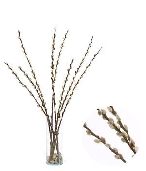 Weidenkätzchen-Bund