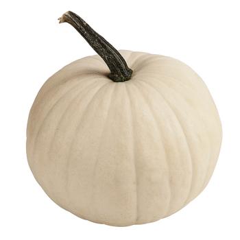2 x Halloween-Kürbis, ca. Ø20 cm von Dehner, Weiß - Mindestbestellmenge: 2 Stk.