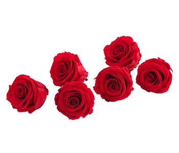 6 x Dehner Longlife-Rose, ca. Ø6 cm, Rot - Naturmaterial - Mindestbestellmenge: 6 Stk.