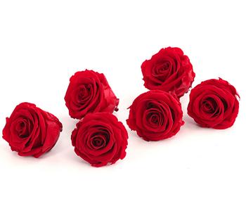 Dehner Longlife-Rose, ca. Ø6 cm, Rot - Naturmaterial