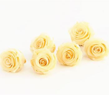 6 x Dehner Longlife-Rose, ca. Ø6 cm, Creme - Naturmaterial - Mindestbestellmenge: 6 Stk.