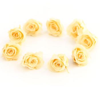 Dehner Longlife-Rose, ca. Ø3 cm, Creme - Naturmaterial